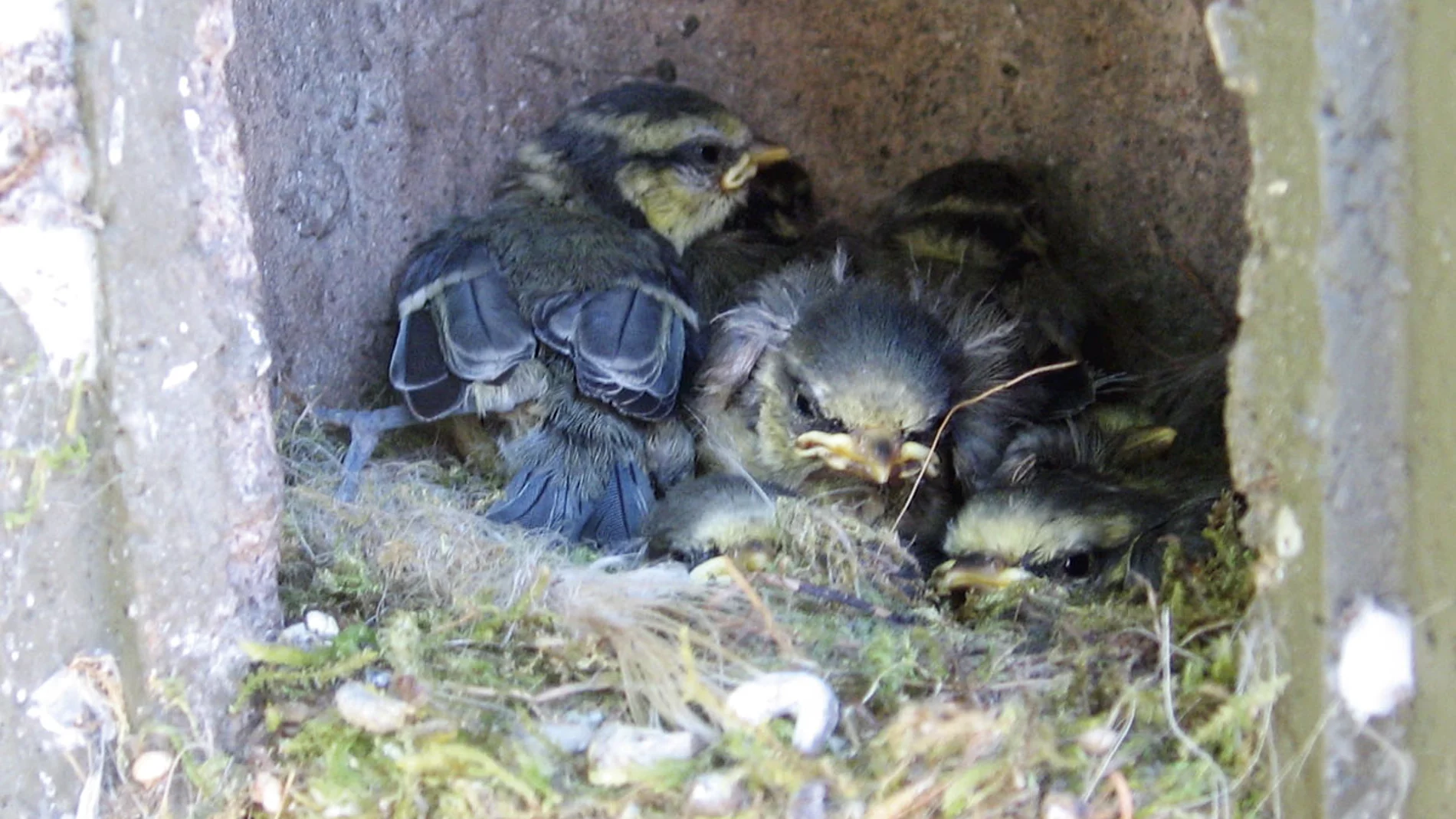 Jungvögel in Nisthöhle