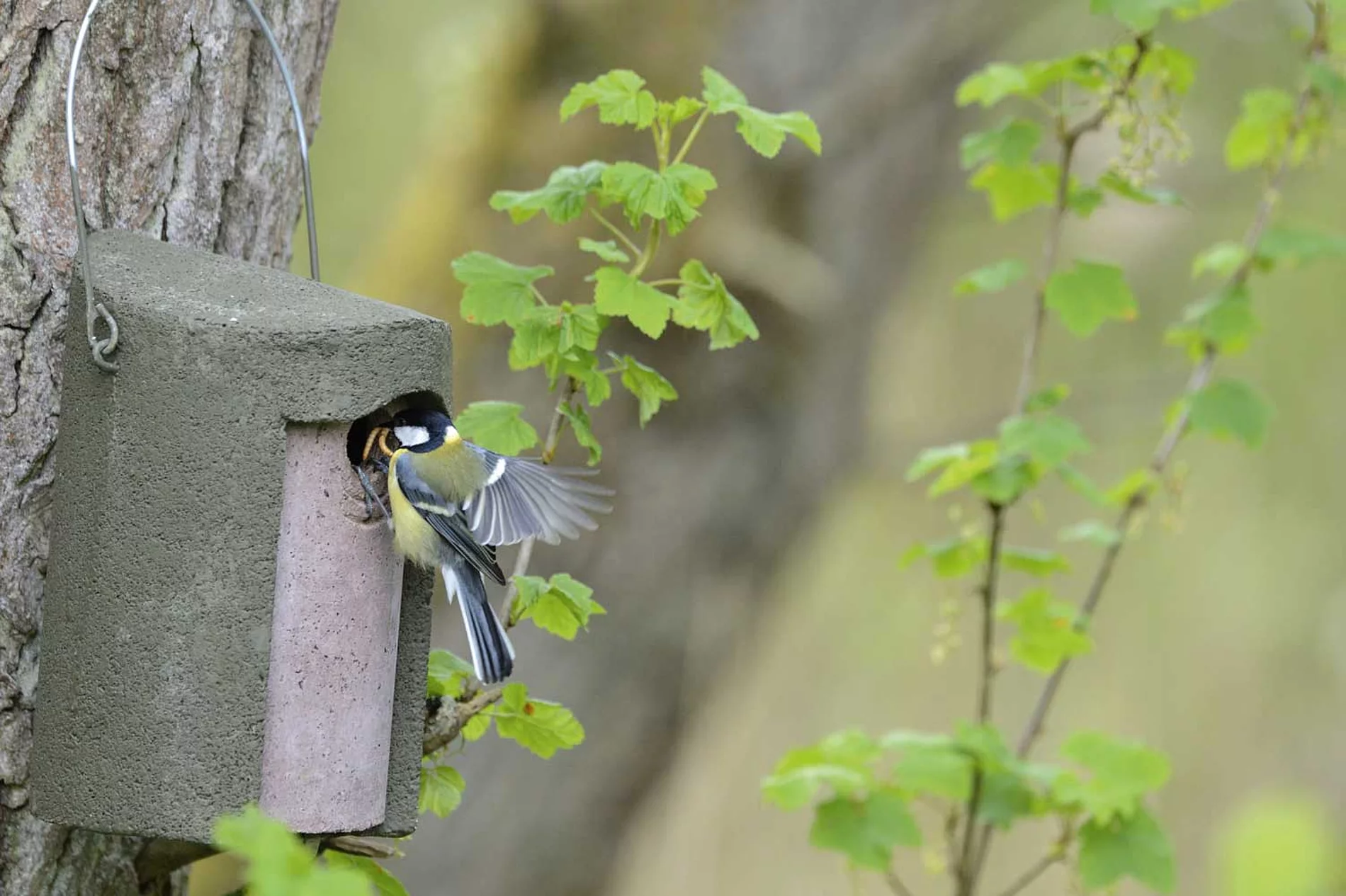 Blick in die Fertigung: Holzbeton-Nisthöhlen auf dem Trockenregal