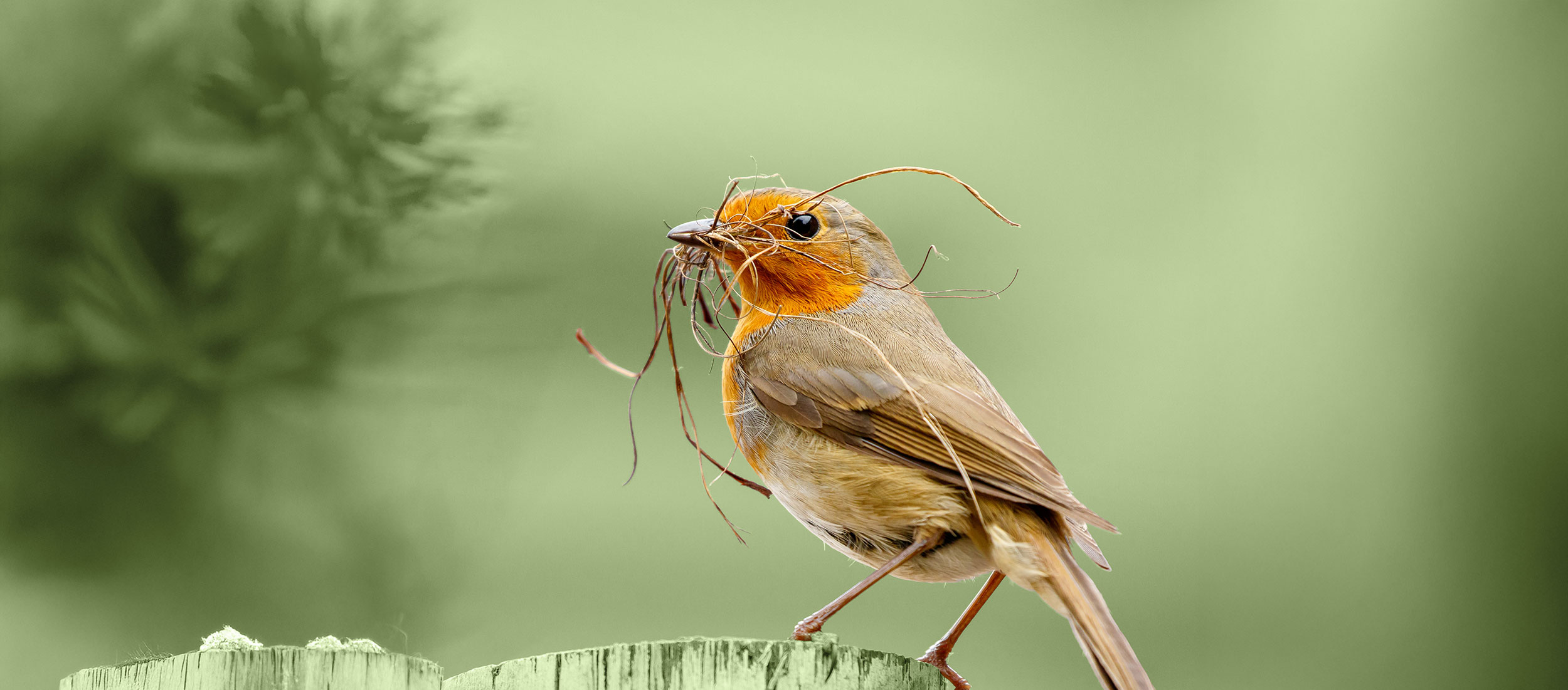 Vogel- und Naturschutzprodukte von SCHWEGLER Rotkehlchen mit Nistmaterial im Schnabel auf einem Holzpfosten
