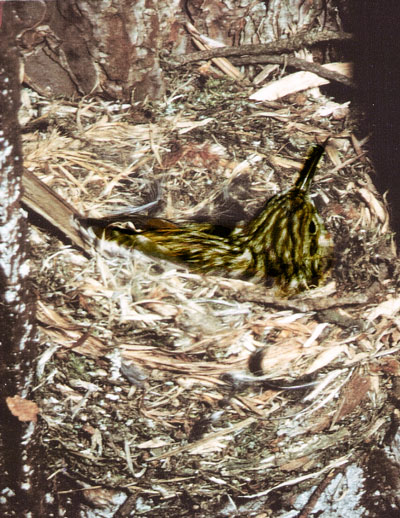 Treecreeper Bird House Nest Box Made from Wood 